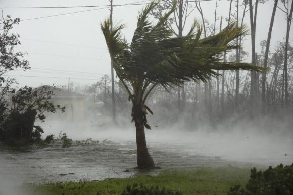 Una palma piegata dal vento e dalle piogge a Freeport nelle Bahamas