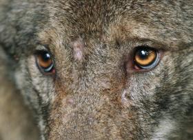 Primissimo piano (occhi) di un lupo