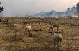 Alpaca su un campo guardano in lontananza il fronte di un incendio; sul fondo, solo fumo
