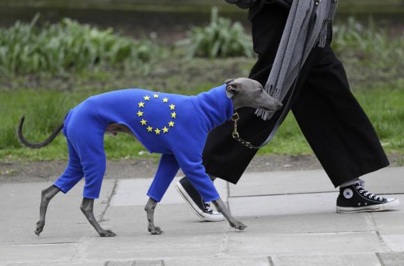 dog with EU coat