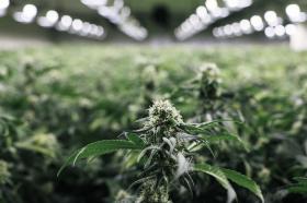 Una piantagione di marijuana in serra con in primo piano una piantina matura