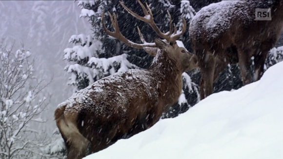 Immagine di due cervi in un paesaggio di montagna mentre nevica; neve sugli alberi e sul dorso degli animali