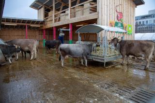 mucche al di fuori della stalla