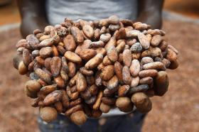 Primissimo piano di fave di cacao mostrate dalle mani di una persona