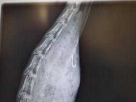 Immagine radiografica del collo di un animale; si distingue bene un oggetto metallico a uncino