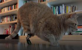 Il gatto Vito con le gambe anteriori bioniche