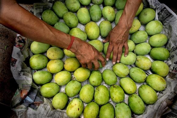 mani su una cesta di manghi