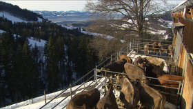 Immagine dell esterno di una stalla con diverse mucche, in zona alpina parzialmente innevata