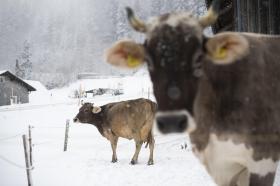 Mucche sulla neve nella Svizzera Centrale.