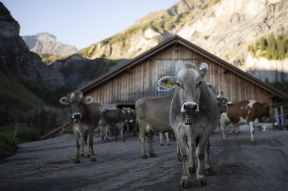 Mandria di mucche, di cui alcune guardano in camera, al di fuori di una stalla in paesaggio alpino.