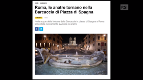 Ritagli di pagina internet che riferisce delle anatre riapparse in PIazza di Spagna a Roma.