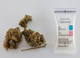 Tre cime di cannabis accanto a un sacchettino di plastica con scritto Cannabis Typification