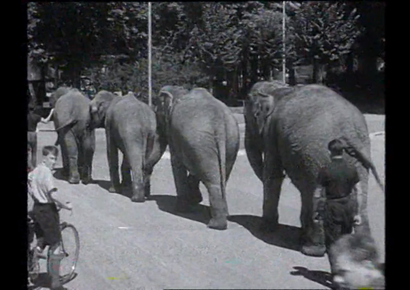 (in b/n) Quattro elefanti in linea indiana camminano su un viale asfaltato; ragazzino in sella a una bici si ferma a guardare