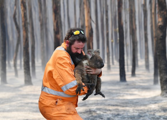 Uomo con tuta arancione tiene in braccio un koala in una foresta bruciata (tronchi sfocati sul fondo)