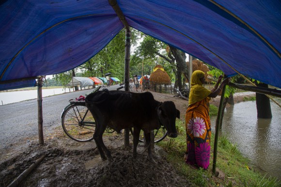 Una donna, con una mucca e una bicicletta, sotto una tenda; attorno si intravvedono campi allagati e altre tende