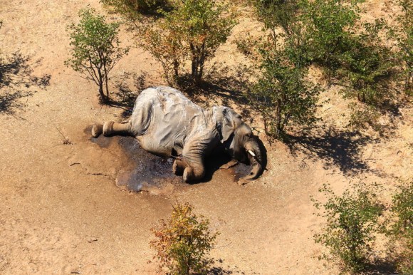 Un elefante accasciato al suolo, morto