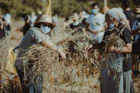 Due donne mentre mietono il grano