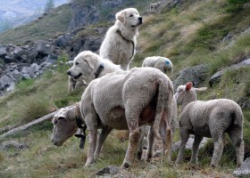 due cani da protezione delle greggi e tre pecore su un terreno impervio in un pascolo di montagna.