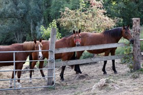 cavalli in un recinto