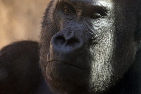 Un primo piano di un gorilla