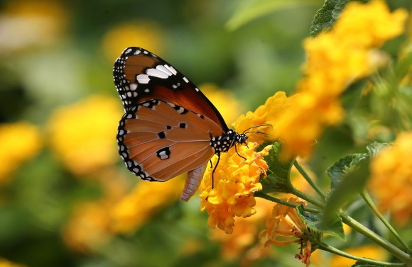 Una farfalla vola sui fiori di un prato