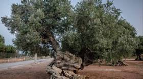Primo piano di grosso albero d ulivo con segni del tempo sul tronco