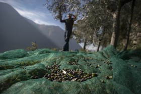 Primo pianto di rete a terra con olive; si intravvedono sfocati uliveto e raccoglitore in ambiente prealpino