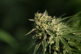 Primissimo piano di una cima di cannabis coltivata in serra