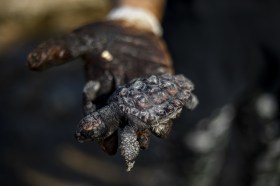 Mano completamente sporca di greggio mostra una tartaruga morta, visibilmente ricoperta di catrame