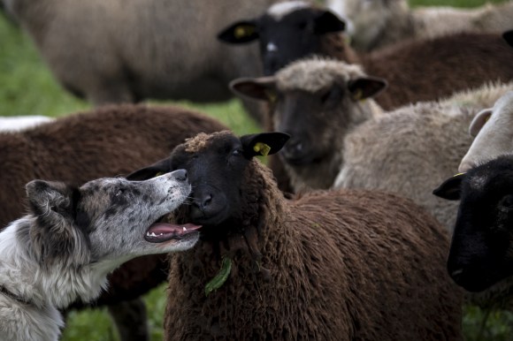 Primo piano di un cane che guida un gruppo di pecore/agnelli in campo aperto