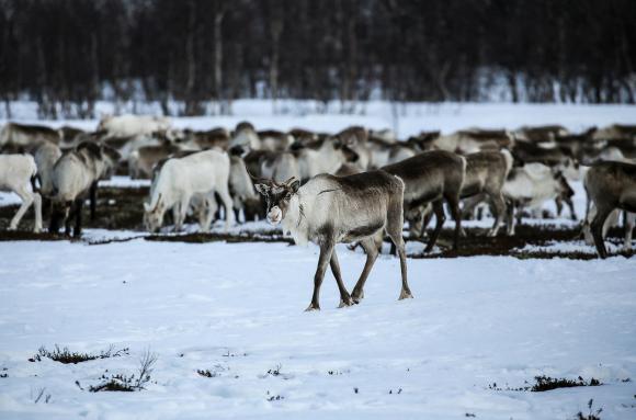 reindeer in Russia s Far North