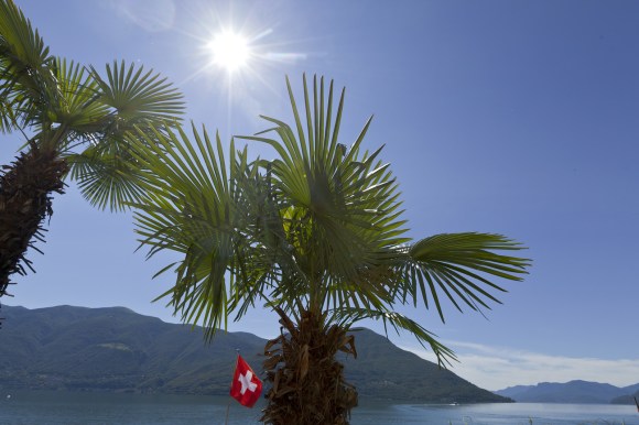 Sole che splende tra due palme a Lugano.