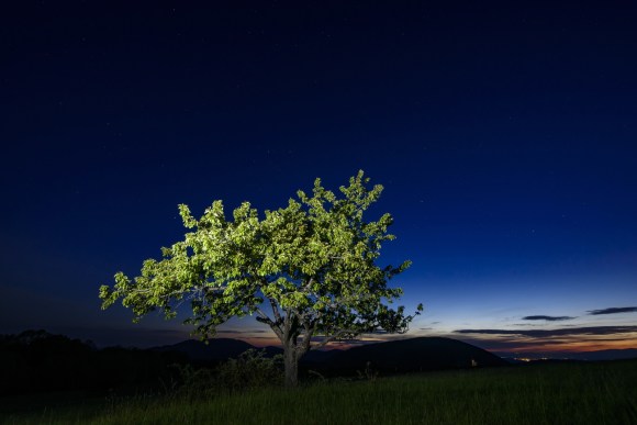 albero pieno di foglie verdi fotografato al crepuscolo e illuminato da luce artificiale