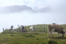 due ciclisti su mountain bike e due mucche