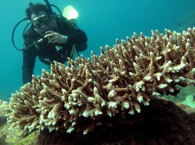 sub di fronte a una colonia di coralli