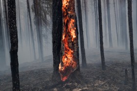 Un albero prende fuoco in mezzo a un bosco.