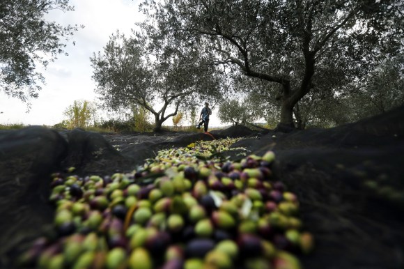 Raccolta delle olive.
