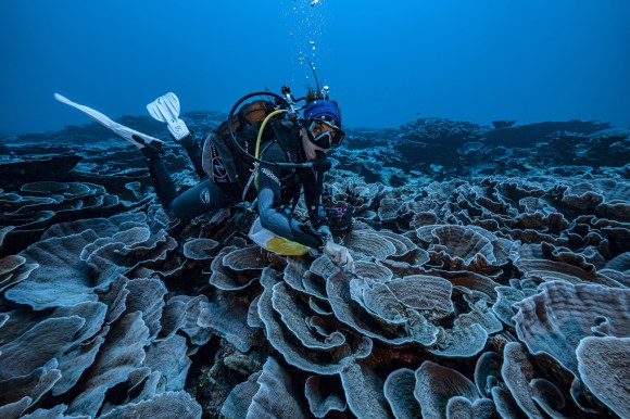 Spettacolari rose di corallo scoperte nella Polinesia francese.