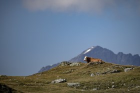 mucca con montagne in secondo piano