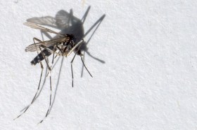 zanzara su superficie bianca
