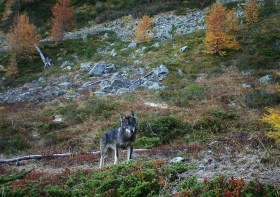 Un lupo fotografato nell alto Vallese.