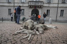 Pecore morte, uccise dal lupo, depositate davanti al palazzo governativo ticinese per protesta.