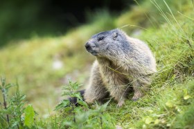 Una marmotta