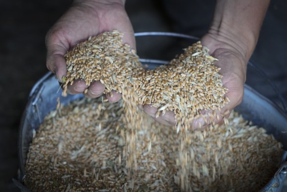Chicchi di grano nella mani di un contadino ucraino.