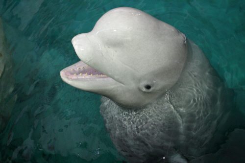 In questa foto d archivio un esemplare di Beluga.