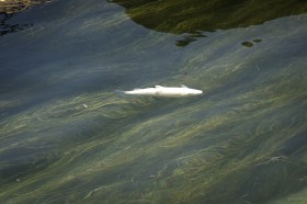 Un pesce morto nel Reno vicino a Sciaffusa.