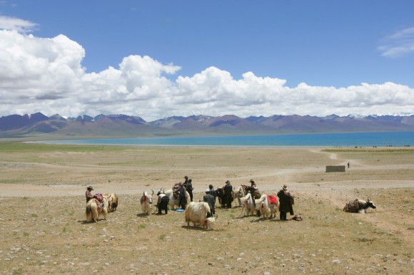 gregge di yak e persone davanti a un lago e montagne sullo sfondo