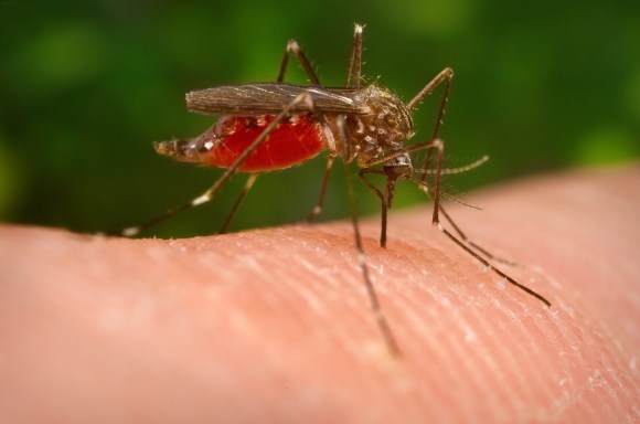 La zanzare veicola il nuovo virus