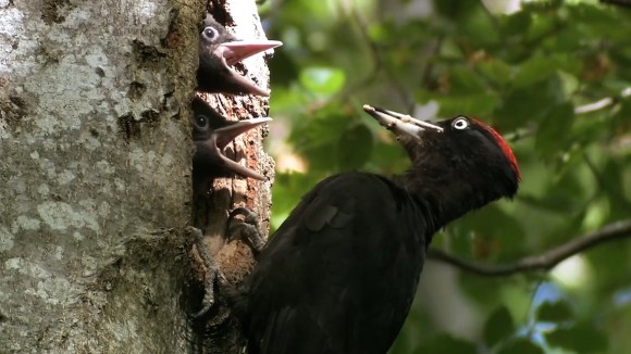 picchio nero nutre i piccoli nel nido