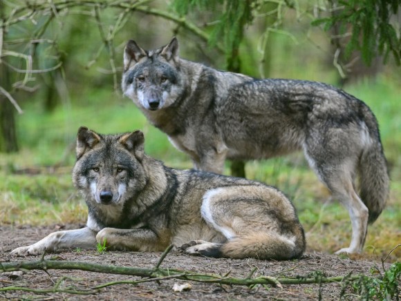 Due lupi.